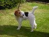 Foxterrier Drahthaar Hund