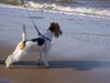 Foxterrier Drahthaar Hund