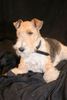 Foxterrier Drahthaar Hund