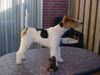 Foxterrier Drahthaar Hund