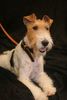 Foxterrier Drahthaar Hund