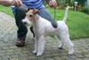 Foxterrier Drahthaar Hund