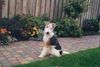 Foxterrier Drahthaar Hund