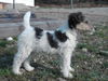 Foxterrier Drahthaar Hund