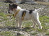 Foxterrier Drahthaar Hund