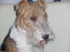 Foxterrier Drahthaar Hund