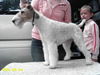 Foxterrier Drahthaar Hund