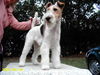 Foxterrier Drahthaar Hund