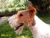 Foxterrier Drahthaar Hund