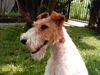 Foxterrier Drahthaar Hund