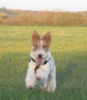 Foxterrier Drahthaar Hund