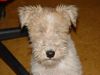 Foxterrier Drahthaar Hund