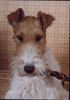 Foxterrier Drahthaar Hund