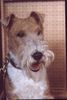 Foxterrier Drahthaar Hund