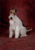 Foxterrier Drahthaar Hund