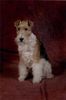 Foxterrier Drahthaar Hund