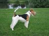 Foxterrier Drahthaar Hund