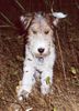 Foxterrier Drahthaar Hund