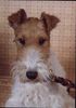 Foxterrier Drahthaar Hund