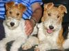 Foxterrier Drahthaar Hund