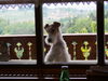 Foxterrier Drahthaar Hund