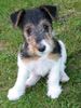 Foxterrier Drahthaar Hund