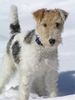 Foxterrier Drahthaar Hund