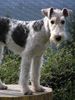 Foxterrier Drahthaar Hund