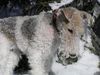 Foxterrier Drahthaar Hund