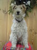 Foxterrier Drahthaar Hund