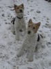 Foxterrier Drahthaar Hund