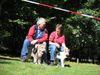 Foxterrier Drahthaar Hund