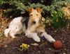 Foxterrier Drahthaar Hund