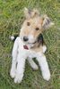 Foxterrier Drahthaar Hund