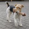 Foxterrier Drahthaar Hund