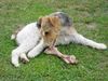 Foxterrier Drahthaar Hund