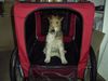 Foxterrier Drahthaar Hund