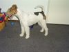 Foxterrier Drahthaar Hund