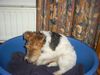 Foxterrier Drahthaar Hund