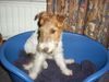 Foxterrier Drahthaar Hund