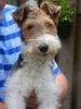 Foxterrier Drahthaar Hund