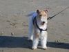 Foxterrier Drahthaar Hund