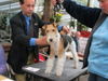 Foxterrier Drahthaar Hund