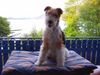 Foxterrier Drahthaar Hund