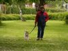 Foxterrier Drahthaar Hund