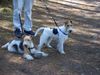 Foxterrier Drahthaar Hund