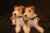 Foxterrier Drahthaar Hund