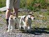 Foxterrier Drahthaar Hund