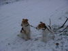 Foxterrier Drahthaar Hund