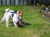 Foxterrier Drahthaar Hund